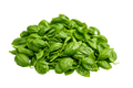Basilico sfuso per pesto (super resa)