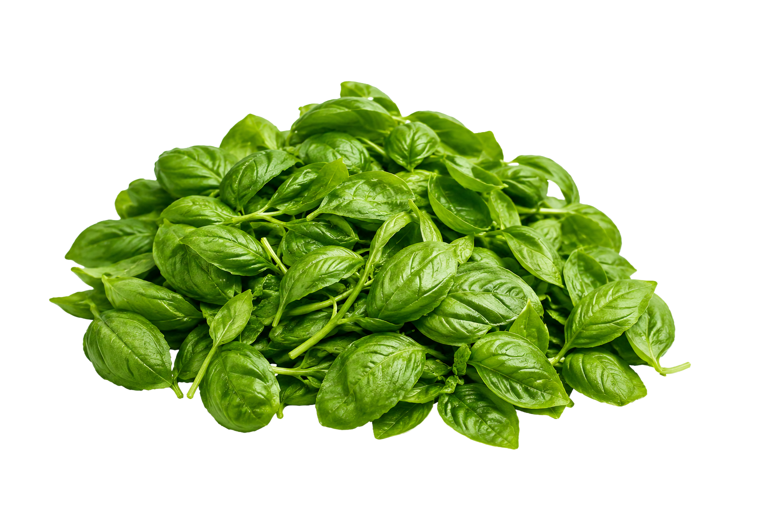 Basilico sfuso per pesto (super resa)