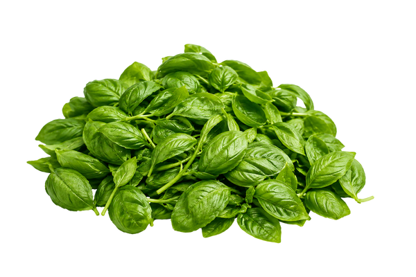Basilico sfuso per pesto (super resa)