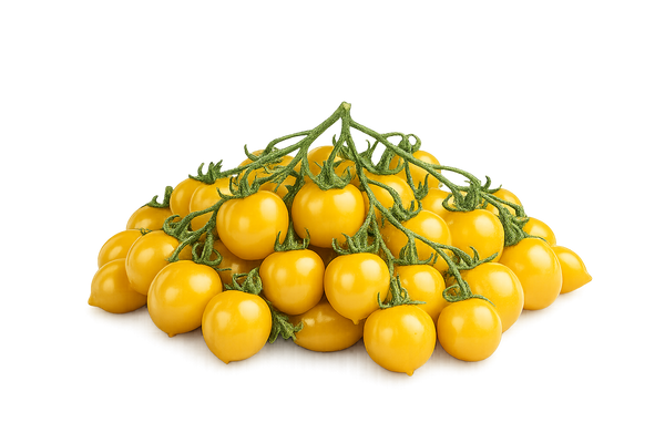 Pomodorini Ciliegino giallo Sanremo