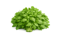 Prezzemolo